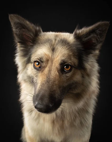 暗い背景の犬の肖像画です。表情は黄色の目。スタジオのペット — ストック写真