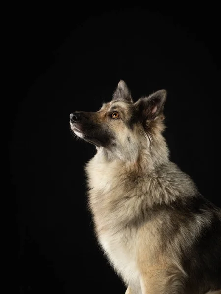 Portrét psa na tmavém pozadí. Výrazný pohled, žluté oči. Domácí mazlíček ve studiu — Stock fotografie