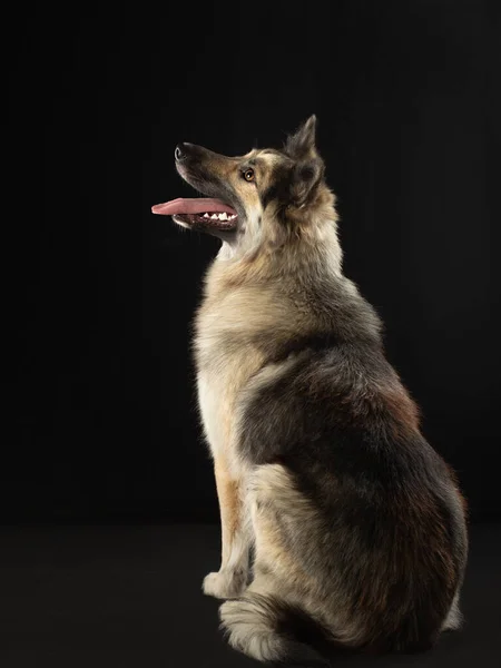 Portret psa na ciemnym tle. Wyraźne spojrzenie, żółte oczy. Pet w studio — Zdjęcie stockowe