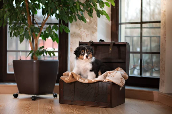 Puszysty i słodki szczeniak owczarka australijskiego. Pies w domu w klatce piersiowej przy oknie. — Zdjęcie stockowe