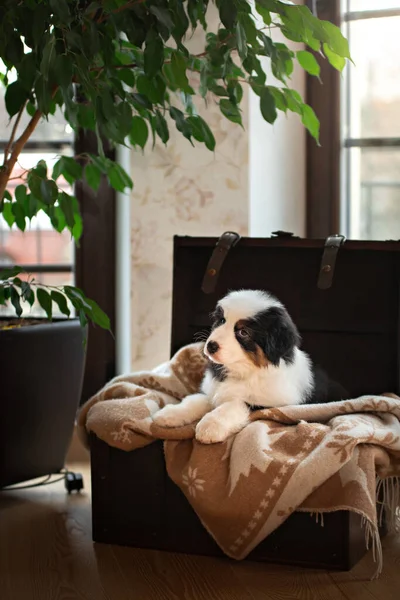 동양인 양치기의 푹신 하고 귀여운 강아지. 창문 옆 가슴에 있는 개. — 스톡 사진