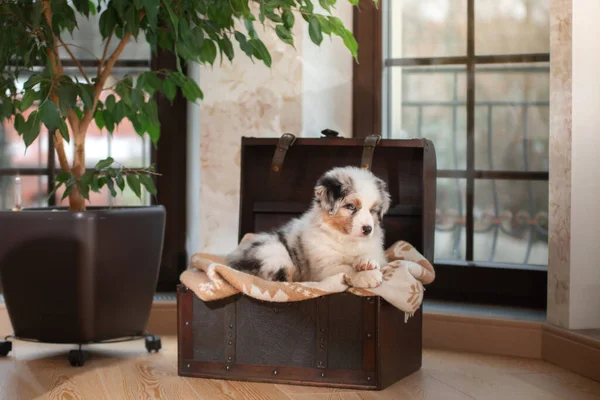 Chiot gonflé et mignon d'un berger australien. Chien à la maison dans la poitrine près de la fenêtre . — Photo