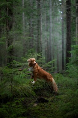 Spruce Ormanı 'ndaki kırmızı köpek. Doğadaki Nova Scotia Duck Tolling Retriever. Evcil bir hayvanla yürü