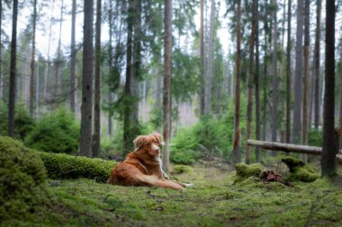 Spruce Ormanı 'ndaki kırmızı köpek. Doğadaki Nova Scotia Duck Tolling Retriever. Evcil bir hayvanla yürü