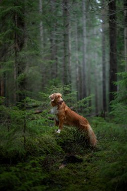 Spruce Ormanı 'ndaki kırmızı köpek. Doğadaki Nova Scotia Duck Tolling Retriever. Evcil bir hayvanla yürü