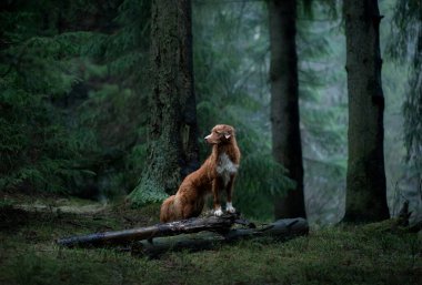 Spruce Ormanı 'ndaki kırmızı köpek. Doğadaki Nova Scotia Duck Tolling Retriever. Evcil bir hayvanla yürü