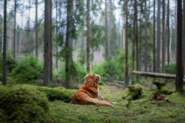 Spruce Ormanı 'ndaki kırmızı köpek. Doğadaki Nova Scotia Duck Tolling Retriever. Evcil bir hayvanla yürü