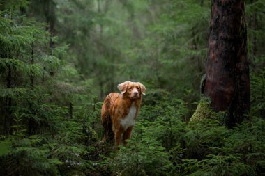 Spruce Ormanı 'ndaki kırmızı köpek. Doğadaki Nova Scotia Duck Tolling Retriever. Evcil bir hayvanla yürü
