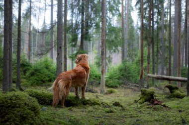 Spruce Ormanı 'ndaki kırmızı köpek. Doğadaki Nova Scotia Duck Tolling Retriever. Evcil bir hayvanla yürü