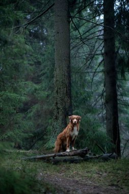 Spruce Ormanı 'ndaki kırmızı köpek. Doğadaki Nova Scotia Duck Tolling Retriever. Evcil bir hayvanla yürü