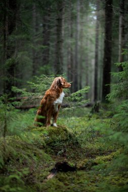 Spruce Ormanı 'ndaki kırmızı köpek. Doğadaki Nova Scotia Duck Tolling Retriever. Evcil bir hayvanla yürü