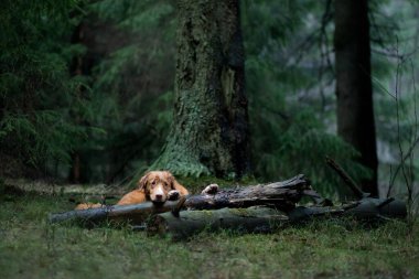 Spruce Ormanı 'ndaki kırmızı köpek. Doğadaki Nova Scotia Duck Tolling Retriever. Evcil bir hayvanla yürü