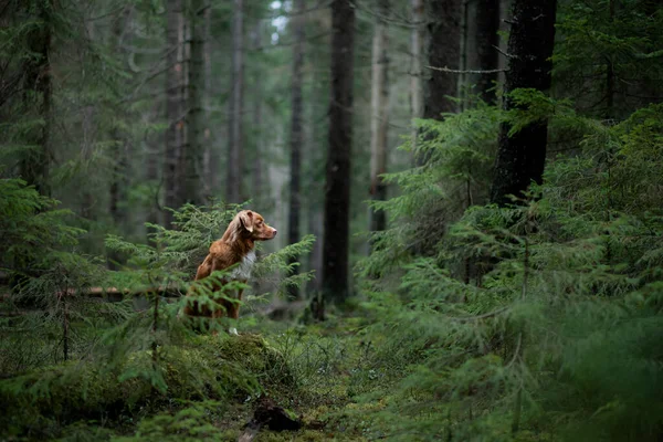 Chien rouge dans la forêt d'épinettes. Nouvelle-Écosse Duck Tolling Retriever in nature. Marcher avec un animal de compagnie — Photo