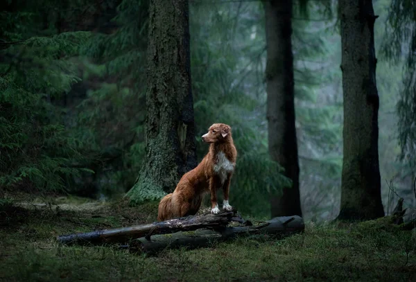 Rode hond in het sparrenbos. Nova Scotia Duck Tolling Retriever in de natuur. Wandelen met een huisdier — Stockfoto