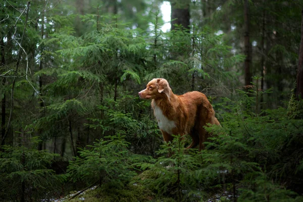 Perro rojo en el bosque de abetos. Nova Scotia Duck Tolling Retriever en la naturaleza. Caminar con una mascota —  Fotos de Stock