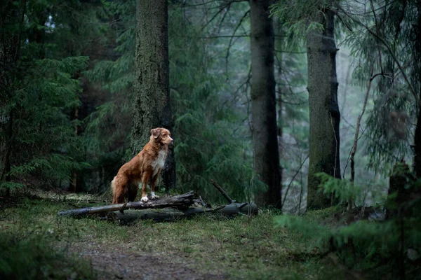 Červený pes ve smrkovém lese. Nova Scotia Duck Tolling Retriever v přírodě. Procházka s domácím mazlíčkem — Stock fotografie