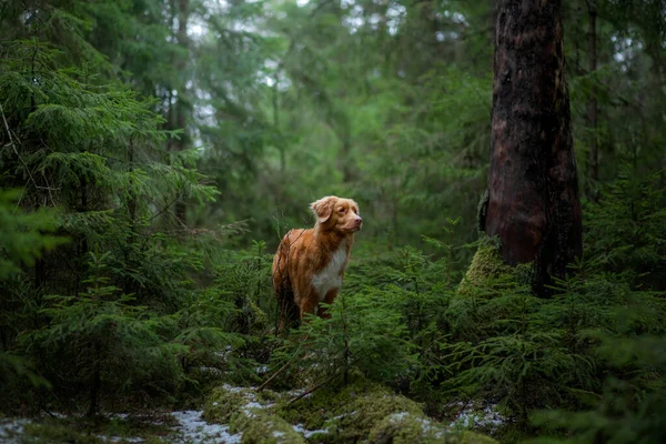 Červený pes ve smrkovém lese. Nova Scotia Duck Tolling Retriever v přírodě. Procházka s domácím mazlíčkem — Stock fotografie