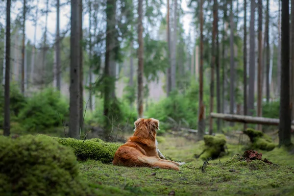Vörös kutya a lucfenyőerdőben. Új-Skócia kacsa Tolling retriever a természetben. Sétálj egy kisállattal — Stock Fotó