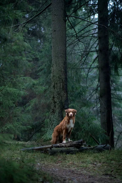 Červený pes ve smrkovém lese. Nova Scotia Duck Tolling Retriever v přírodě. Procházka s domácím mazlíčkem — Stock fotografie