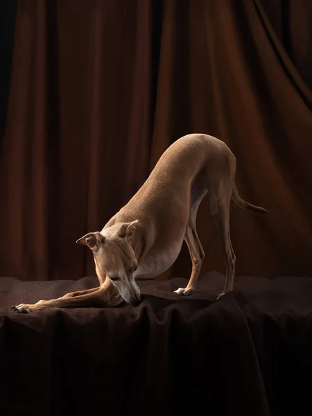 Chien sur un fond de draperie marron. gracieux lévrier italien. — Photo