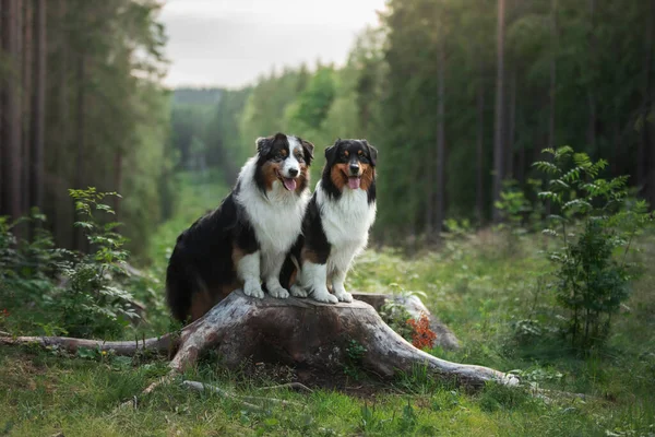 Dos perros en el bosque. Mascota en la naturaleza al atardecer. Tricolor perro pastor australiano al aire libre —  Fotos de Stock