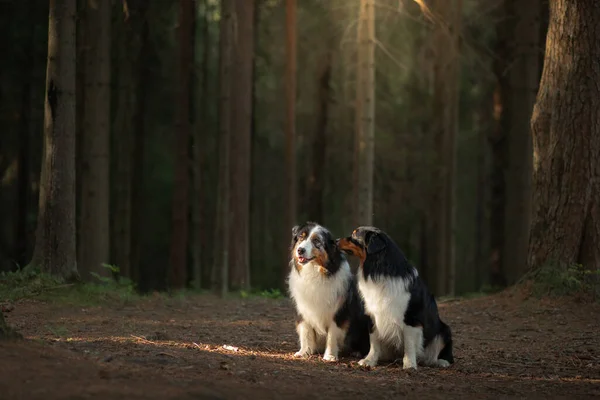 Dos perros en el bosque. Mascota en la naturaleza al atardecer. Tricolor perro pastor australiano al aire libre —  Fotos de Stock
