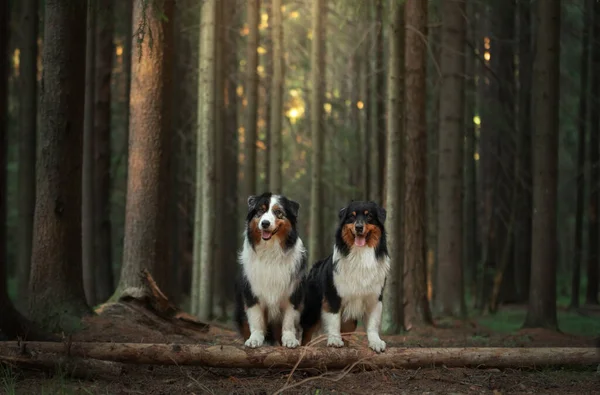 Δύο σκυλιά στο δάσος. Κατοικίδιο στη φύση το ηλιοβασίλεμα. Tricolor Αυστραλίας Ποιμενικός σκύλος σε εξωτερικούς χώρους — Φωτογραφία Αρχείου