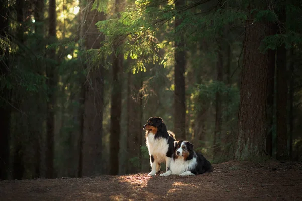 Dva psi v lese. Zvířata v přírodě při západu slunce. Trojbarevný australský ovčák venku — Stock fotografie