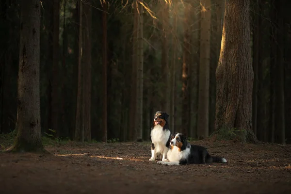 Dois cães na floresta. Pet na natureza ao pôr do sol. Tricolor Australian Shepherd Dog ao ar livre — Fotografia de Stock