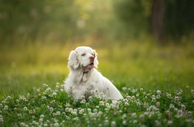 Köpek gün batımında parkta. Doğada yaz aylarında otların arasında yaşayan bir köpek yavrusu.