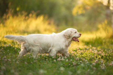 Köpek gün batımında parkta. Doğada yaz aylarında otların arasında yaşayan bir köpek yavrusu.