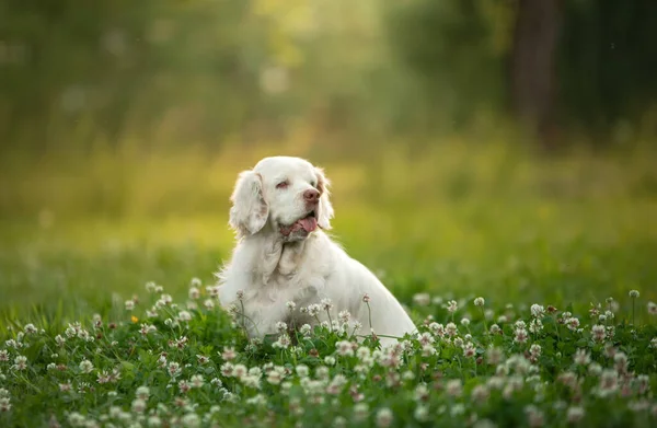 Cão no parque ao pôr-do-sol. Clumber spaniel na natureza na grama no verão — Fotografia de Stock