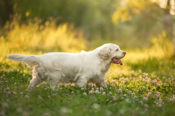 Cão no parque ao pôr-do-sol. Clumber spaniel na natureza na grama no verão — Fotografia de Stock