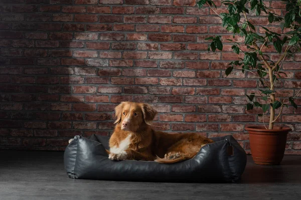 Cane su un divano di pelle in un interno di soffitta. Nova Scotia Duck Tolling Retriever è a casa sullo sfondo del muro di mattoni . — Foto Stock