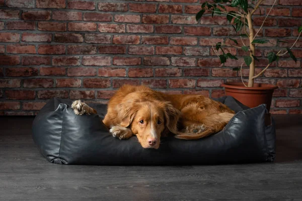 ロフトの革張りのソファに犬。ノバスコシアダックトロールレトリバーはレンガの壁の背景に家にあります. — ストック写真