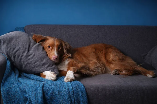 Gri koltuktaki komik köpek. Evcil hayvan evdeki kanepede yatıyor. Nova Scotia Duck Tolling Retriever içeride. — Stok fotoğraf