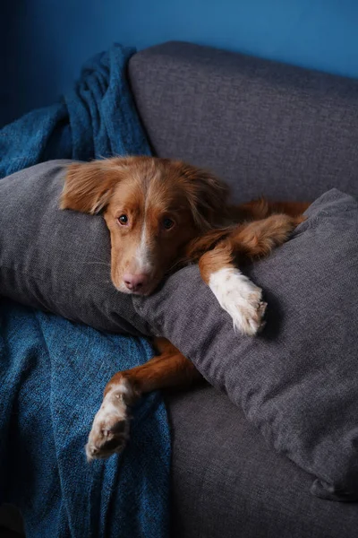 Perro gracioso en un sofá gris. La mascota está acostada en el sofá de su casa. Nova Scotia Duck Tolling Retriever dentro — Foto de Stock