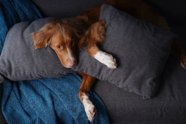 Cão engraçado em um sofá cinza. O animal de estimação está deitado no sofá em casa. Nova Scotia Duck Tolling Retriever dentro — Fotografia de Stock