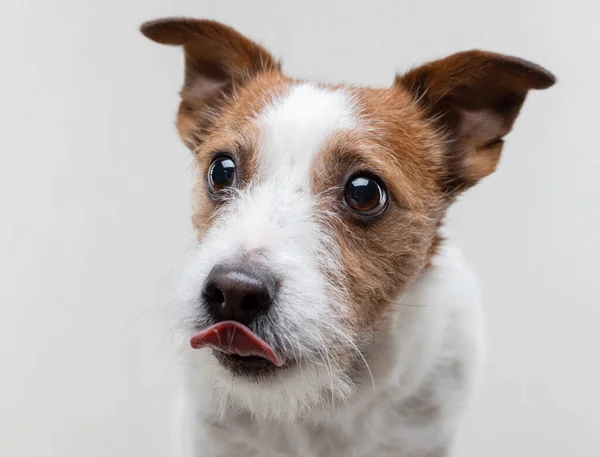 Pies liże usta. Zabawny Jack Russell Terrier na jasnym tle. Pet w domu — Zdjęcie stockowe