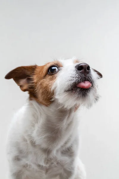 Pes olizuje rty. Vtipný Jack Russell teriér na lehkém pozadí. Domácí mazlíček — Stock fotografie