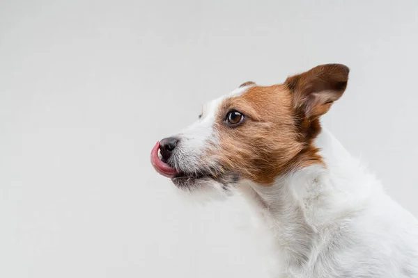 Der Hund leckt Lippen. Lustiger Jack Russell Terrier auf hellem Hintergrund. Haustier — Stockfoto