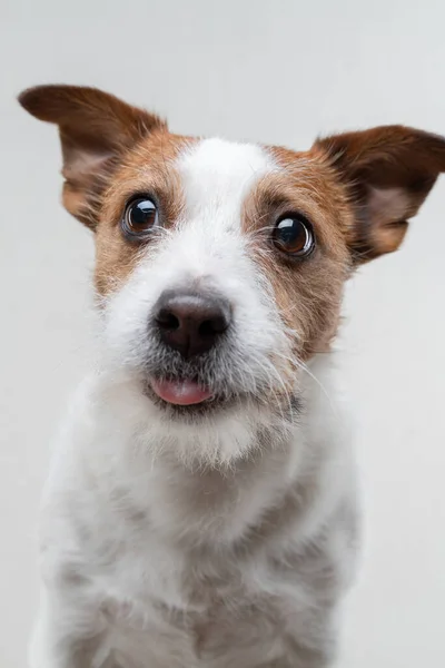 犬は唇を舐める。ライトの背景に面白いジャック・ラッセル・テリア。家でのペット — ストック写真