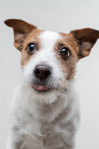 O cão lambe lábios. Engraçado jack russell terrier em um fundo leve. Pet em casa — Fotografia de Stock