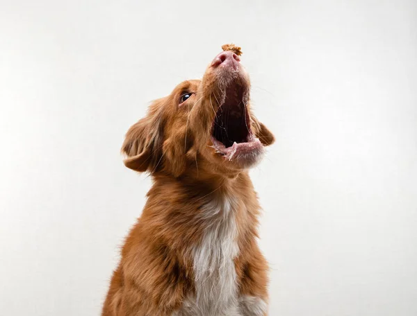 Cara graciosa del perro. felíz mascota atrapa comida. Retriever de peaje de pato de Nueva Escocia — Foto de Stock