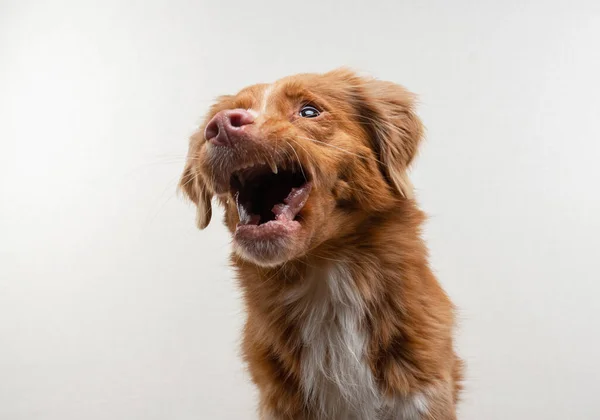 Zabawna twarz psa. Szczęśliwy zwierzak łapie jedzenie. Nova Scotia Duck Tolling Retriever — Zdjęcie stockowe