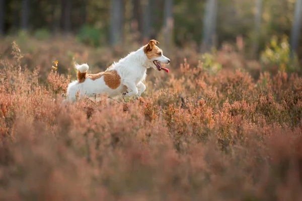 Hunden springer i färger, gräs. Aktiv glad Jack Russell terrier. Sällskapsdjur på naturen — Stockfoto