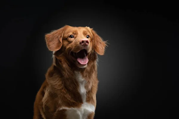 Portrét psa na tmavém pozadí. Nova Scotia Retriever ve studiu. Domácí mazlíček na černém. — Stock fotografie