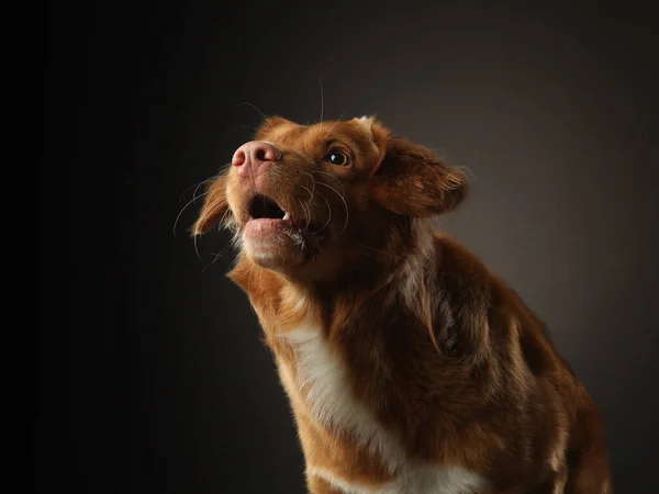 Portrét psa na tmavém pozadí. Nova Scotia Retriever ve studiu. Domácí mazlíček na černém. — Stock fotografie