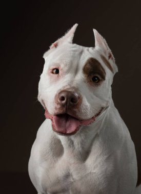 Karanlık bir arka planda bir köpeğin portresi. Amerikan pitbull teriyeri. Siyah üzerine güzel bir hayvan