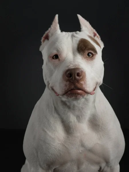 Retrato de um cão em um fundo escuro. Terrier americano pit bull. Belo animal de estimação em preto — Fotografia de Stock